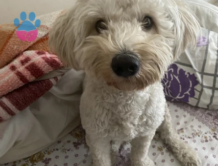 Toy poodle 2 Yaşında Eş Aranıyor