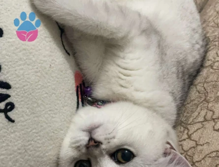 Peri Serdivan/Sakarya