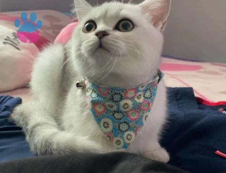 Peri Serdivan/Sakarya