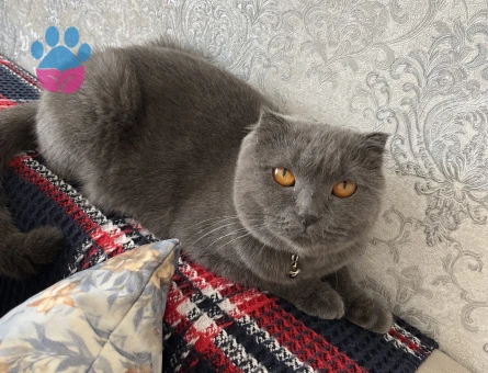 Kızıma erkek eş beyaz ya da golden British arıyorum