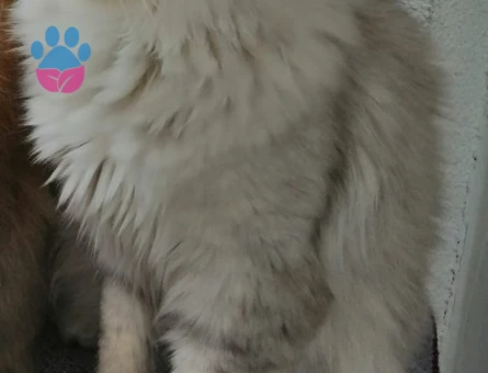 İpek Tüylü British Longhair Erkek Eş Arıyoruz.