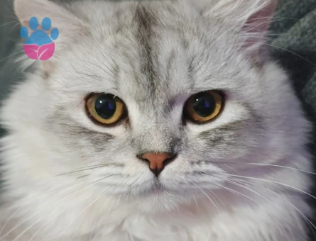 İpek Tüylü British Longhair Erkek Eş Arıyoruz.