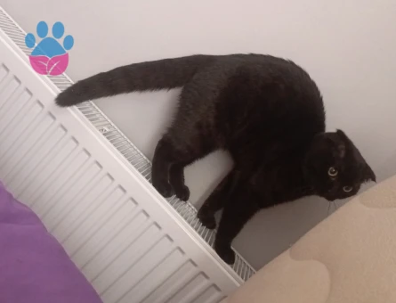 Scottish Fold Oğlumuza eş arıyoruz