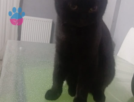 Scottish Fold Oğlumuza eş arıyoruz