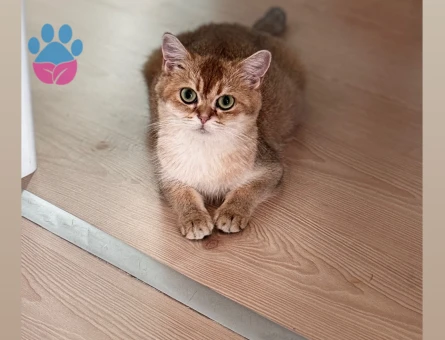 British Shorthair Kızım Bal’a eş arıyorum