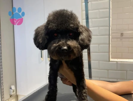 Toy Poodle Oğluma Eş Arıyorum