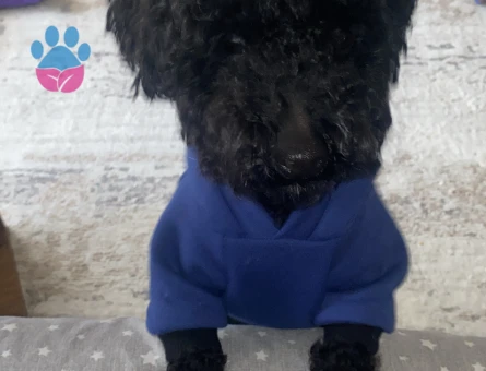 Toy Poodle Oğluma Eş Arıyorum