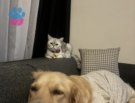 Kırık kulak tercih etmiyoruz. Aşılarımız tam olmalı