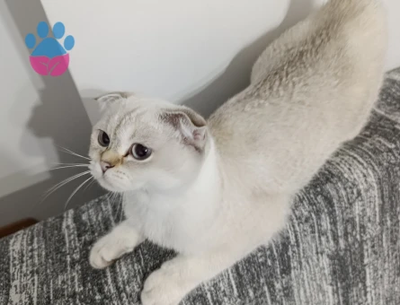8 aylık scottish fold kızımıza eş arıyoruz
