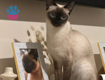 6 yaşındaki efsamıza damat adayı arıyoruz.