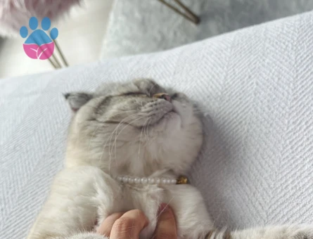Scottish Fold 2 Yaşında Latteye Eş Arıyorum