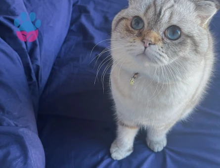 Scottish Fold 2 Yaşında Latteye Eş Arıyorum