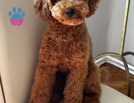 1 Yaşında Toypoodlee Erkek