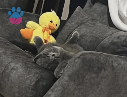 Prensesimize eş arıyoruz