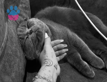 Prensesimize eş arıyoruz