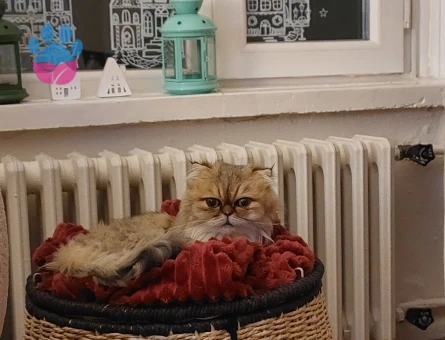 İRAN Persian Dişi kendimize eş