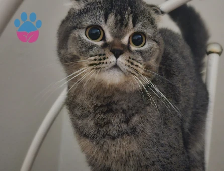 Dişi fold kedime eş arıyorum