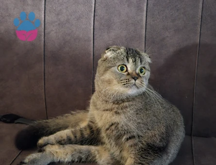 Dişi fold kedime eş arıyorum