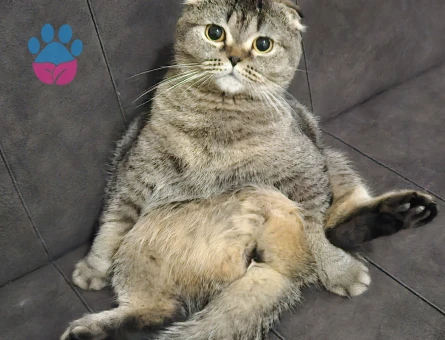 Dişi fold kedime eş arıyorum