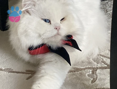 British Longhair 1,5 Yaşında Kedime Eş Arıyorum