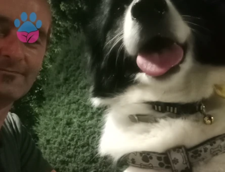 4 yaşinda Border Collie Nini Hanıma Eş arıyoruz.