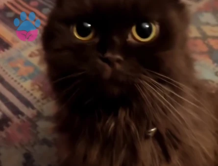 British Longhair çiftleştirmek için erkek arıyorum