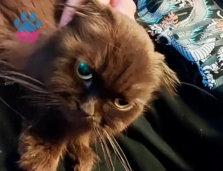 British Longhair çiftleştirmek için erkek arıyorum