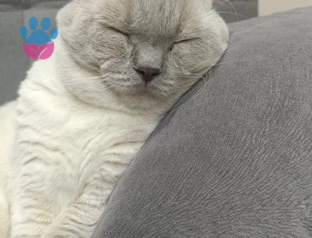 Scottish Fold Oğlumuza Eş Arıyoruz