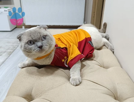 Scottish Fold Oğlumuza Eş Arıyoruz