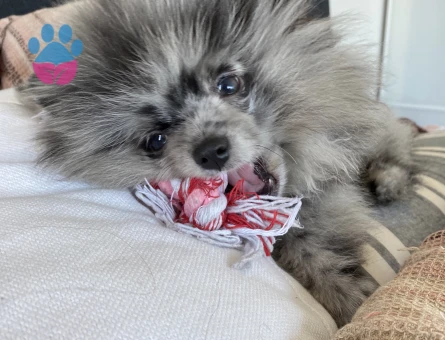 Blue Merle Pom Oğlumuz