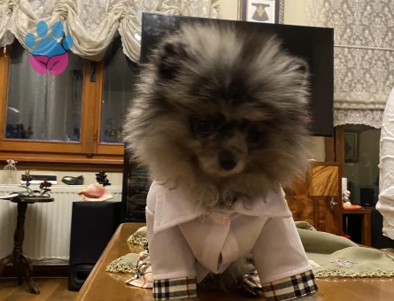 Blue Merle Pom Oğlumuz