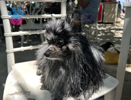 Blue Merle Pom Oğlumuz