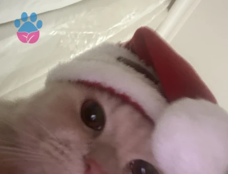 Oğlumuza Gelin Arıyoruz