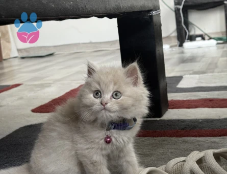 Oğlumuza Gelin Arıyoruz