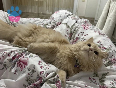 Oğlumuza Gelin Arıyoruz