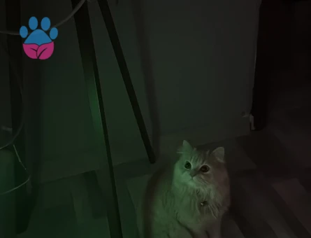 Oğlumuza Gelin Arıyoruz