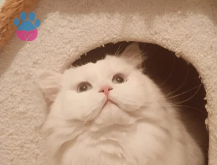 Yakışıklı white oğluma