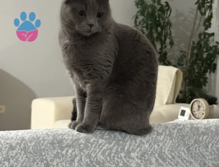 Scotish fold eş arıyoruz