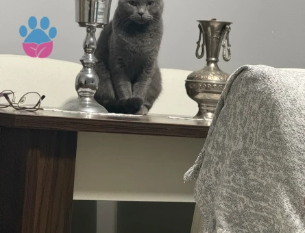 Scotish fold eş arıyoruz