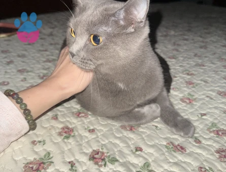 Scotish fold eş arıyoruz