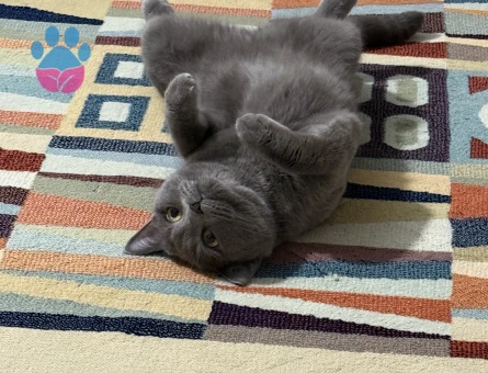 Scotish fold eş arıyoruz