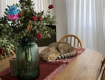 ACİL ilan Dişi kedi arıyoruz