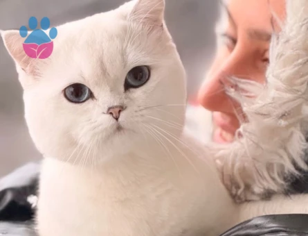 British shorthair gelin arıyoruz