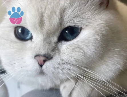 British shorthair gelin arıyoruz