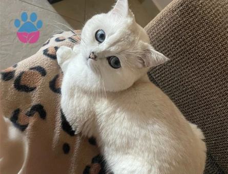 British shorthair gelin arıyoruz