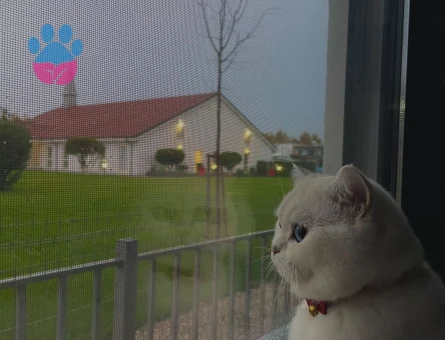 British shorthair gelin arıyoruz