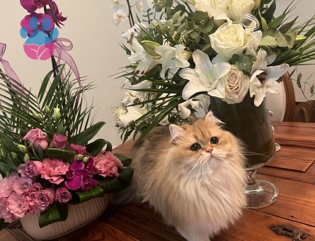 Kedim Şurup için aynı cins erkek eş arıyoruz