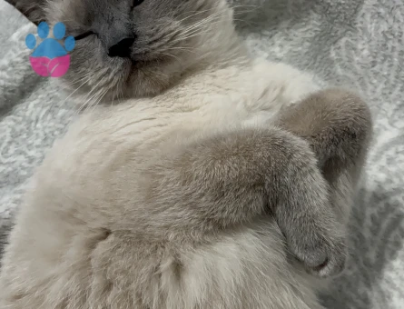 British blue point kızımıza eş arıyoruz