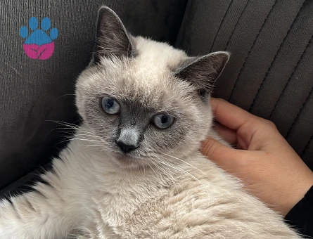 British blue point kızımıza eş arıyoruz