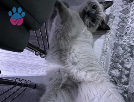 British blue point kızımıza eş arıyoruz